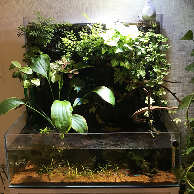 水槽,観葉植物 sayuriの部屋