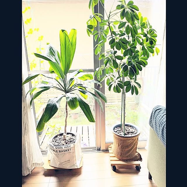 Lounge,観葉植物のある暮らし,カボック,ドラセナ,ダイソー,ダイソー植物 mofukoの部屋