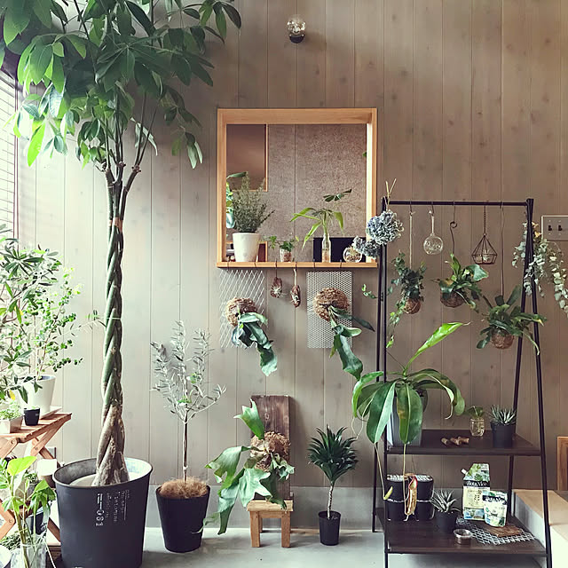 ビカクシダ,コウモリラン,BotaNice,虫対策,植物のある暮らし,多肉植物,観葉植物,休日の過ごし方,グリーンのある暮らし,観葉植物のある暮らし,ナチュラルインテリア,杉板張り,段差のある家,ガレージのある家,観葉植物,土間玄関,土間,平屋の家,軒のある家,こどもと暮らす,ガルバリウム外壁,ロフトのある家,土間のある暮らし,ウッドブラインド,My Shelf asmの部屋