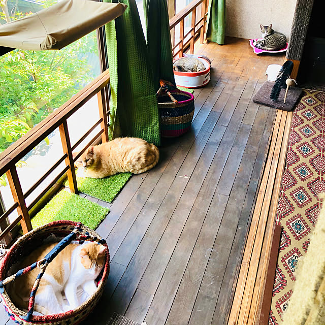 猫スペース,レトロ,リノベーション,古民家暮らし,猫と暮らす,猫のための家,縁側廊下,Overview Oreoの部屋