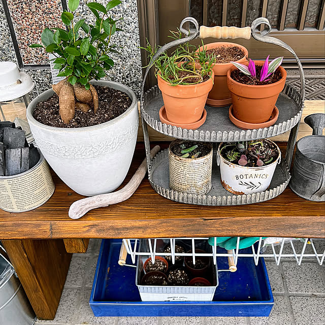 ガジュマル,癒し,DIY棚,100均,木製ベンチ,ダイソー,隙間収納,窓辺のグリーン,雑貨,ガーデン雑貨,ブラウン,古い家,イベント参加,好きなもの,植物,くつろぎ空間,夏,グリーン,セリア,Entrance,浮かせる収納,虫が入らない,引き出し収納,木製台 mohhaの部屋