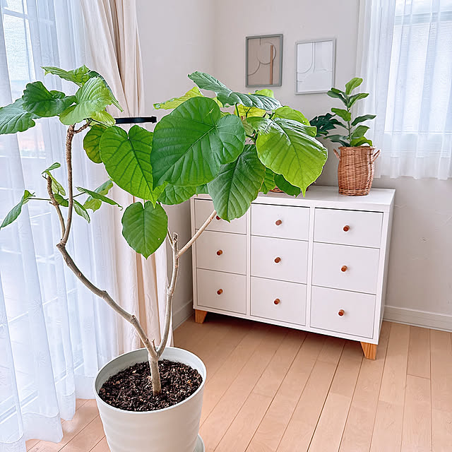 Lounge,観葉植物,リビング,ナチュラルインテリア,スパニッシュ,インターデコハウス,おうち時間,韓国ナチュラル kokoの部屋