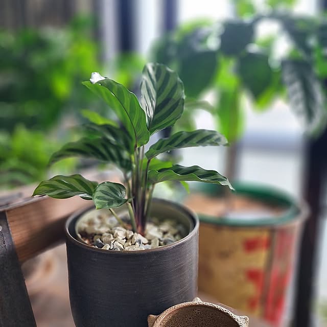 My Desk,暮らしのひとコマ,観葉植物,ナチュラル,グリーン,インテリア,カフェ風,男前,海外インテリア風,観葉植物のある暮らし,ダイソー,100均,日々暮らしを楽しむ CYNOSの部屋