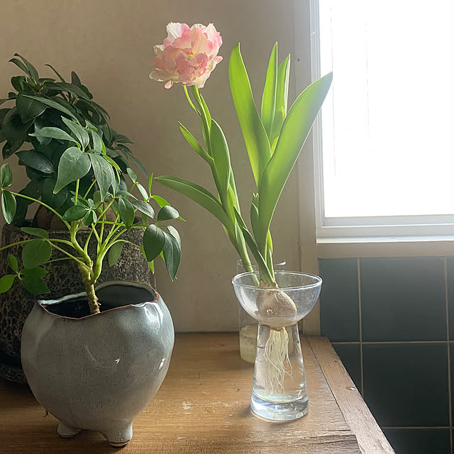 Entrance,昭和レトロ,ひとり暮らし,水耕栽培 nao.roomの部屋