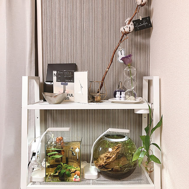 フォトフレーム,レールベリ,IKEA,ミッフィー,コットンフラワー,水槽インテリア,ベタ水槽,ナチュラル,雑貨,一人暮らし,ひとり暮らし,花のある暮らし,モノトーン,ホワイトインテリア,観葉植物,Lounge aipiの部屋