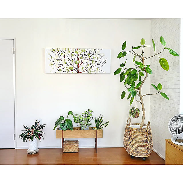On Walls,観葉植物のある暮らし,ナチュラルインテリア,北欧インテリア,北欧ナチュラル,北欧雑貨,観葉植物,植物のある暮らし,自然を感じる暮らし,ボタニカルインテリア,プラントボックス,好きなものに囲まれた暮らし,マリメッコファブリックパネル,グリニッチ,フィカスアルテシマ,サンスベリア,シンゴニウム,カラテアオルビフォリア,ストロマンテトリオスター,ご無沙汰しております。,IGと同じPIC,ig→nyanco.72 nyancoの部屋