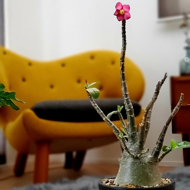 Entrance,アデニウム,コーデックス,アデニウムアラビカム,HOUSE OF FINN JUHL,ペリカンチェア,塊根植物,観葉植物,これ、かっこイイぜ！,グリーンのある暮らし,滝藤賢一 chandong777の部屋