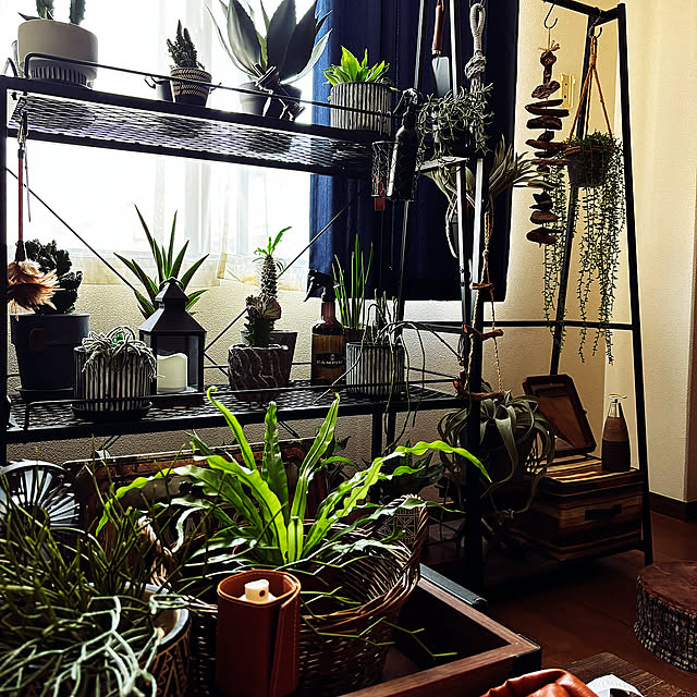 Lounge,Temu,観葉植物,ダイソー,ニトリ,フェイクグリーン,観葉植物のある部屋,ああ、センスが欲しい！,100均いっぱい,フェイクグリーン♡,グリーンに囲まれ隊,レトロ好き,100均だらけ,可愛いも男前も好き♡,100均大好き,観葉植物大好き❤︎,フェイクグリーンのある暮らし,みなさまに感謝♥,グリーン依存症♥,植中毒真っ只中☆,仲良くしてくれて感謝です❤︎,見てくださってありがとう❁︎,レトロチェスト rintarotantan7の部屋