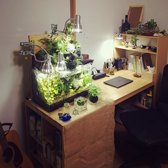 My Desk,大学生,アクアテラリウム,アクアリウム,ハンドメイド,テラリウム,観葉植物,コケリウム,水槽 Masatoshiの部屋