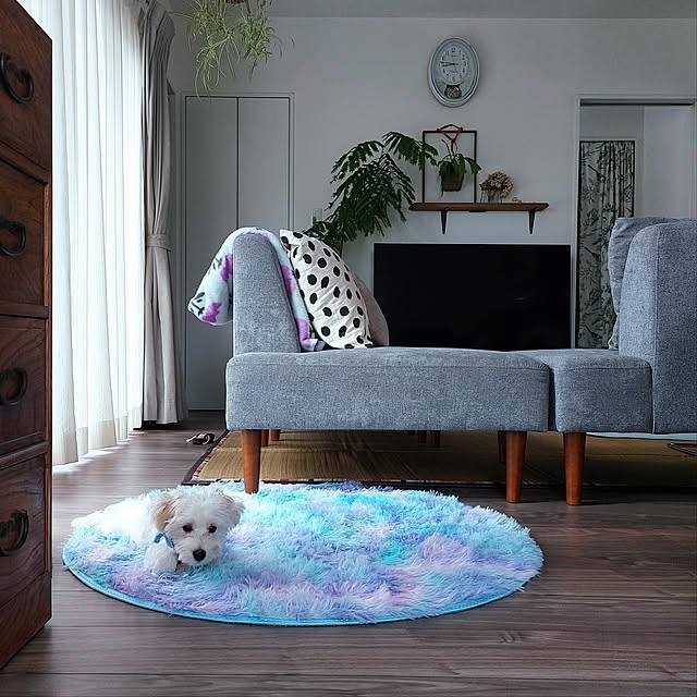 Lounge,団らんスペース,すっきり暮らしたい,いぬと暮らす,こどものいる暮らし,日々少しずつ,マルックス,ラグ 325unの部屋