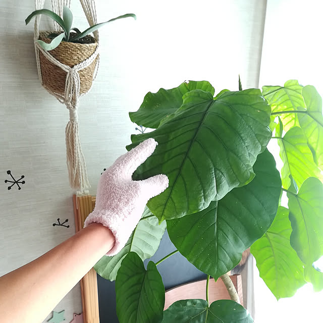 My Shelf,名もなき家事,埃取り,葉っぱ,ウンベラータ,手袋,マイクロファイバー,キャンドゥ,観葉植物のある暮らし,写真撮るため片手のみ撮影 Jijiの部屋