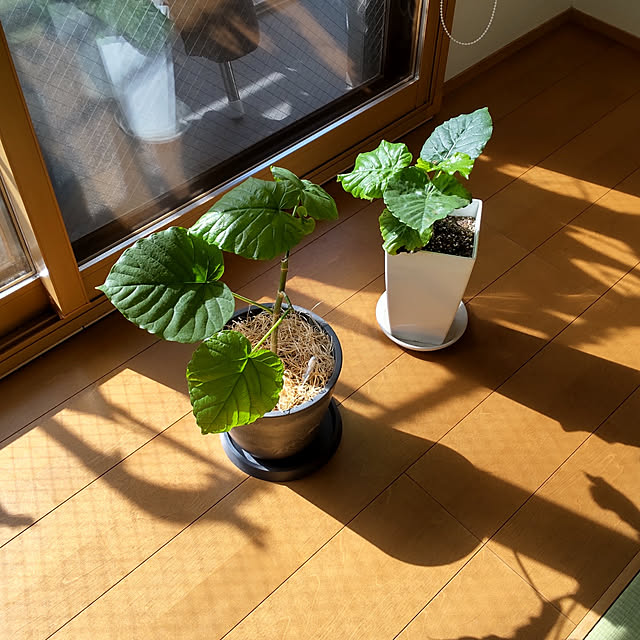 Bedroom,窓辺のインテリア,築古マンション,リノベーション,低予算リノベ,いいね！いつもありがとうございます♡,いいねと、フォローの押し逃げすみません！,こどもと暮らす,可愛いものが好き,素朴なものが好き,植物 sakiの部屋