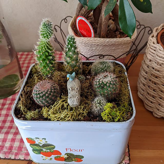 My Shelf,サボテン,サボテン植え替え,いちご柄缶,カバの置物,苔,ダイソー♡,ダイソーのサボテン♪,ゆとりある暮らし目指して,いいね♪いつもありがとうございます❤️,見てくれてありがとうございます♥ kouheiyuto24623takaの部屋