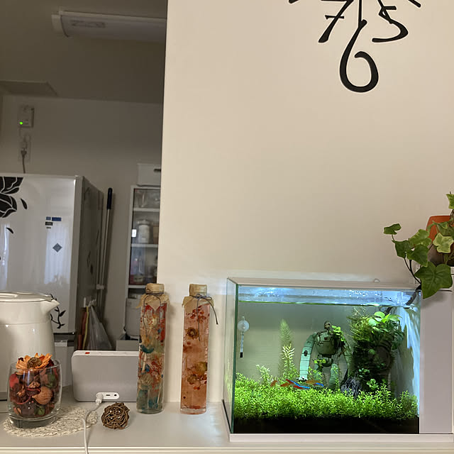 ラクテリア,Alexaのある生活,カウンターキッチン,ひとり暮らし,ネオンテトラ,アクアリウム,スマートホーム,観葉植物,Lounge Misaの部屋