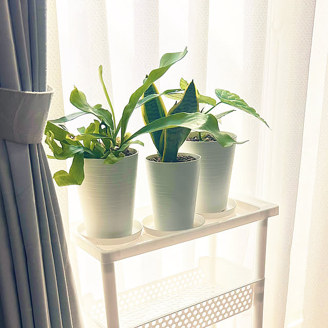 Lounge,ダイソー鉢,ダイソー,観葉植物のある生活,観葉植物♡,観葉植物のある部屋,観葉植物のある暮らし,観葉植物,100均 canmilmamaの部屋