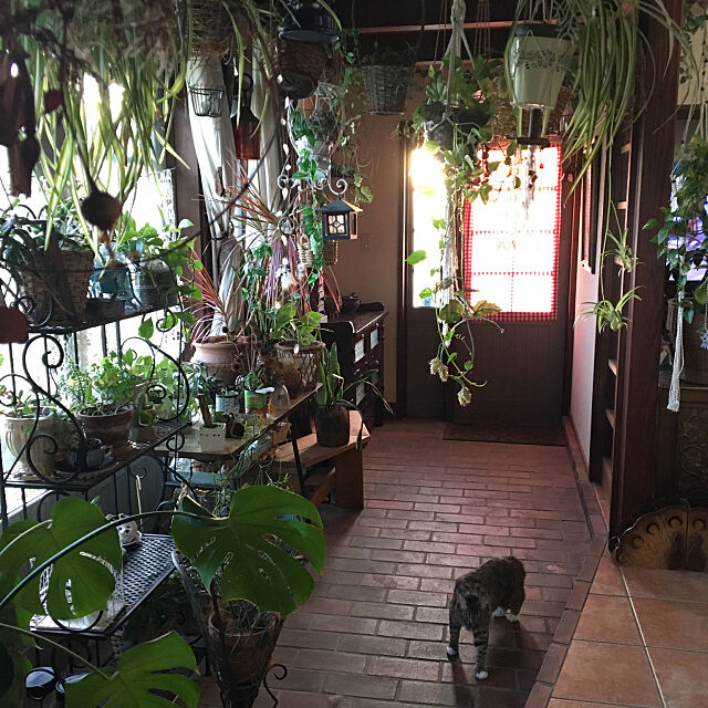 玄関,猫,保護猫,ねこと暮らす。,猫好き,観葉植物,ガーデニング,ちびこ,Entrance shigimiの部屋