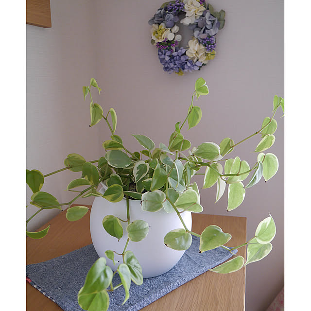 底面給水鉢,観葉植物のある暮らし,シンプルな暮らし,マンション暮らし,北欧インテリア,北欧ナチュラル,スッキリ暮らしたい,無印良品,My Shelf,ペペロミア mimiの部屋