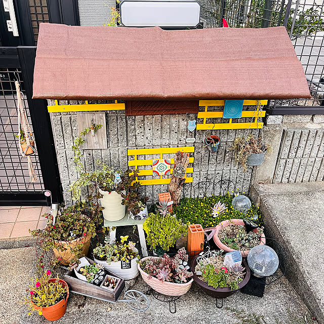 Entrance,yukarin-garden様ポリゴナム,amtさんの多肉植物,多肉寄せ植え,手作り,多肉の日よけ,DIY,玄関先の植物,ガーデニング初心者,ガーデニング雑貨,グリーン,ガーデニング jijiの部屋