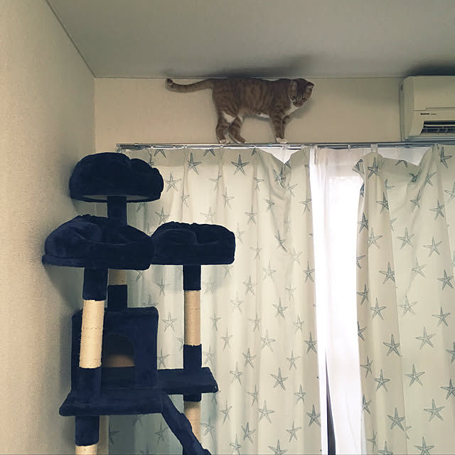 猫スペース,ボーイッシュ,一人暮らし,ねこ,ニトリ,ブルー,Amazon,ねこのいる日常,キャットタワー,Bedroom komugiの部屋