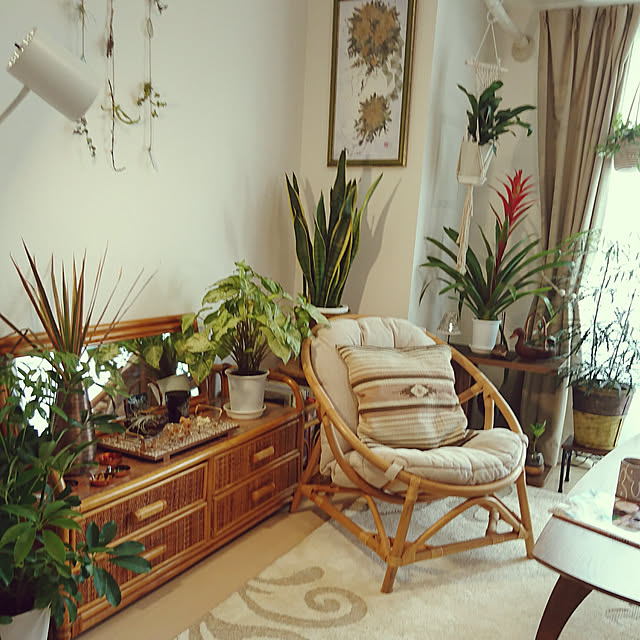 Lounge,ニトリ,ごくごく普通の家,お花のある暮らし♡,100均アイテム,ドライフラワー手作り,ガーランド手作り,いいね、フォロー本当に感謝です♡,エアプランツ♡,イベントに参加します,籐製品が好き,(2018.4.30☀),アジアン風,ひとり暮らし,NO GREEN NO LIFE,URBAN GREEN LIFE YuriYuriの部屋