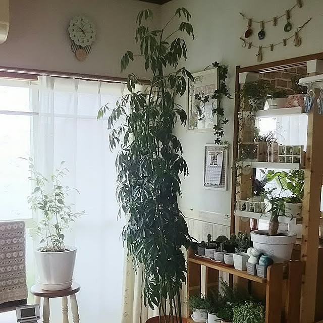 Lounge,植物,日替わり投稿企画!木曜日,飲み仲間♥,刺繍大好き❤,一人暮らし,ドライ大好き❤︎,いつもいいね！ありがとうございます♪,サボテンクラブ☺︎,カポックシェフレア naopyiの部屋