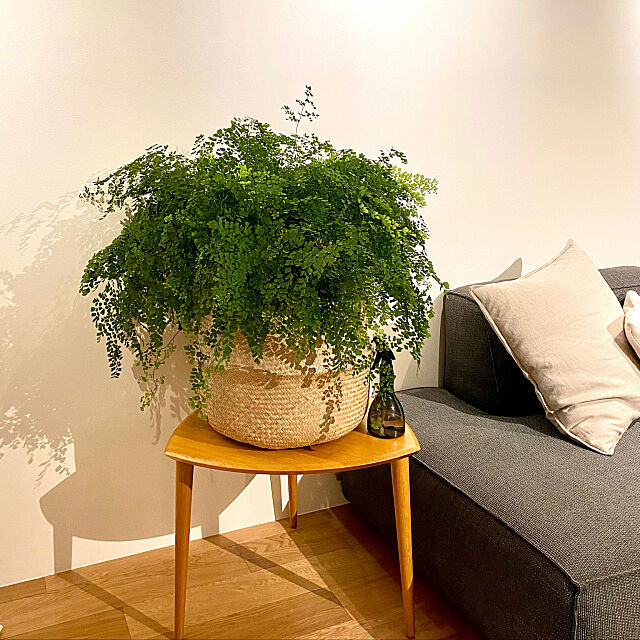 目隠し,観葉植物,植物のある暮らし,カフェ風,無垢の家具,アンティーク,Lounge Brunoの部屋