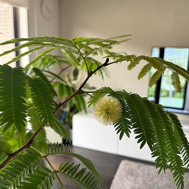 Lounge,成長記録,エバーフレッシュ,暮らしのひとコマ biroballonneの部屋