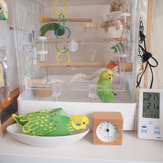 Lounge,インコと暮らす家,セキセイインコ,インコ,ペーパー加湿器,ニトリ shirokinaの部屋