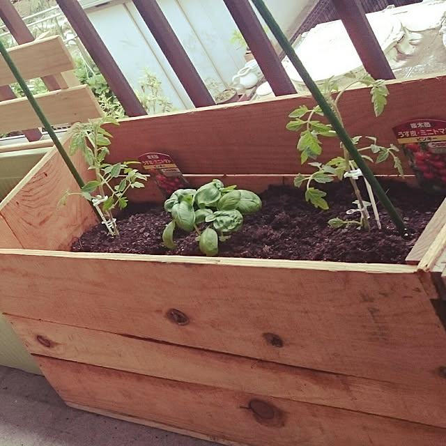 家庭菜園,バジル,ミニトマト,バジル栽培,プランター菜園,家庭菜園 ベランダ,植物のある暮らし,バジル育て中,ミニトマト栽培,ミニトマトの苗,Entrance,リンゴの木箱 Riechanの部屋