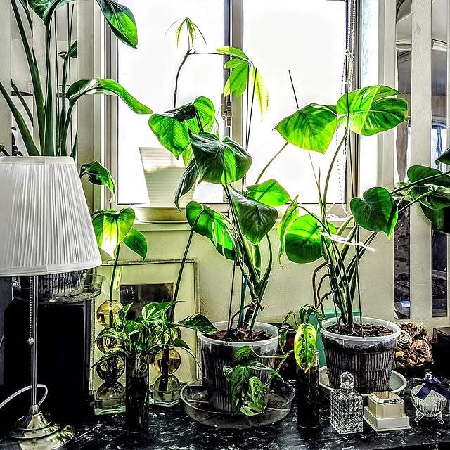 My Shelf,暮らしのひとコマ,ダイソー,海外風インテリア,ホテルライク,いつもありがとうございます♡,プチプラインテリア,マドカズラ,ペットと暮らす家,グリーンのある暮らし,吹き抜けのある家,ペットと暮らすインテリア,植物のある暮らし,ペットと暮らす,大理石調の床,観葉植物のある暮らし,アートのある暮らし,大理石調フロアステッカー,IKEA,レコードプレーヤー,リゾートホテル風,ペットのいる暮らし,レコードのある生活,天然石の壁,ポトス,モンステラ増殖中,ストレリチアオーガスタ,ダイニングカウンター MOMOMAMAの部屋