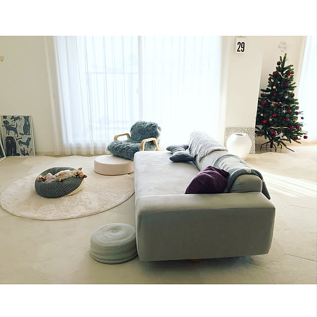 Lounge,クリスマス,チワワ,プラスティフロア,マンションインテリア,加湿器,タイルカーペット,犬,クリスマスツリー,カーテン,ペット,バルミューダ,犬のいる暮らし,ペットと暮らすインテリア,マンション,ソファ,くつろぎ空間,ラグ haruhinaの部屋
