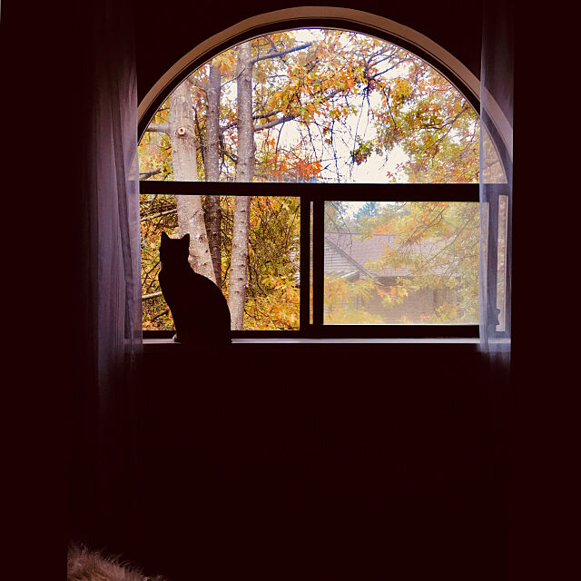 半円の窓,アーチ型の窓,タウンハウス,森の中の家,10月,私は不器用,秋,自分らしく,写真練習中,カナダ,ハッピーライフスタイル,築40年以上,ヒュッゲ,静かな時間,シンプルインテリア,リラックスタイム,Bedroom,猫のいる部屋,猫と暮らす,猫と窓,ピクチャーウインドウ,季節の移り変わりを楽しむ,主寝室,マスターベッドルーム,黒猫墨ちゃん Makieの部屋