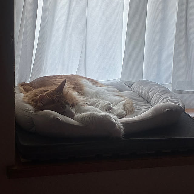 Bedroom,ねこのいる日常,猫と暮らす家 uchidaizuの部屋