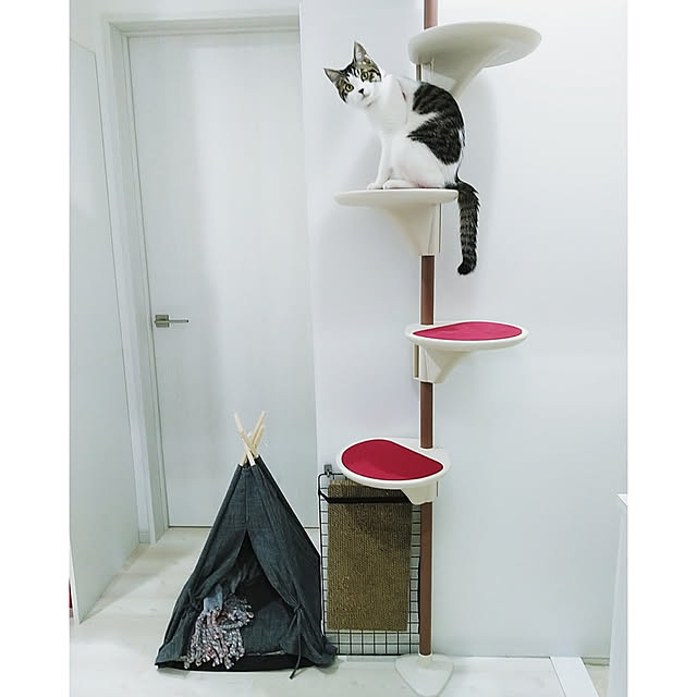 On Walls,猫スペース,ネコ,シンプルインテリア,キャットタワー,カインズ waniwaniの部屋