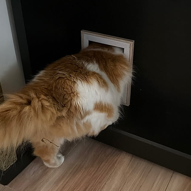 猫用通路,DIY,猫,メインクーン,平屋,Bedroom yutaの部屋