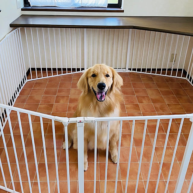 ミックスインテリア,犬専用コーナー,DIY,テラコッタ風クッションフロア,大型犬と暮らす mariの部屋