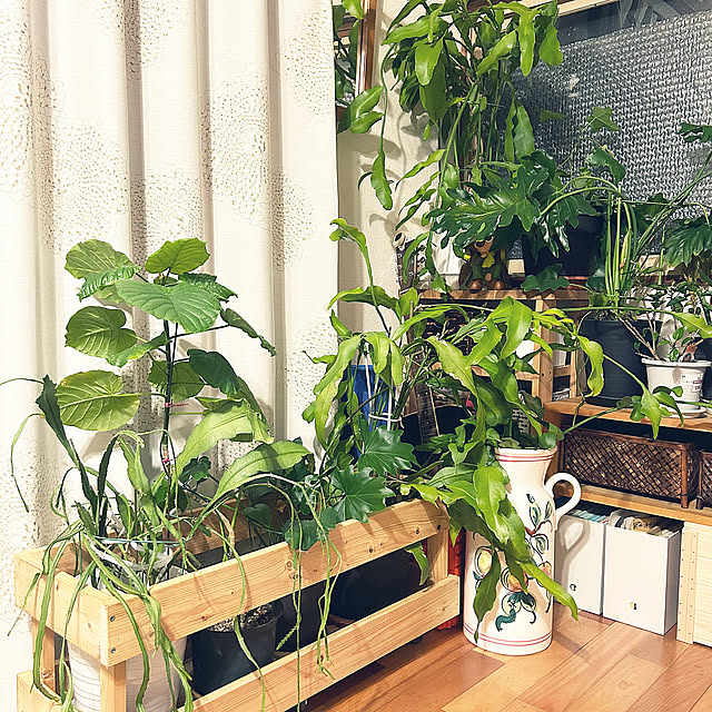 My Shelf,中古住宅,古いおうち,観葉植物,築40年以上,DIY棚 mimura-3の部屋