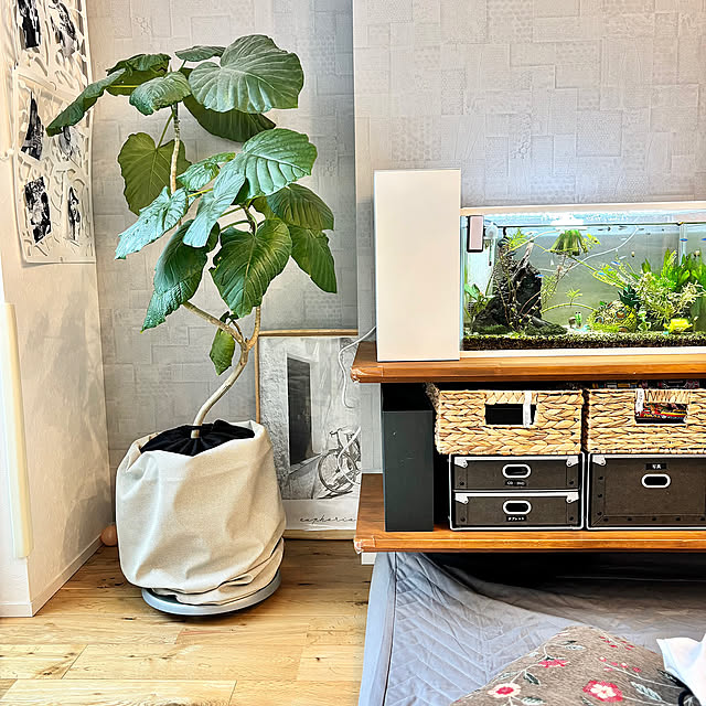 Lounge,tower,towerシリーズ,水槽のある部屋,水槽,モンステラ,鉢カバー,観葉植物,楽天で買ったもの Minteaの部屋