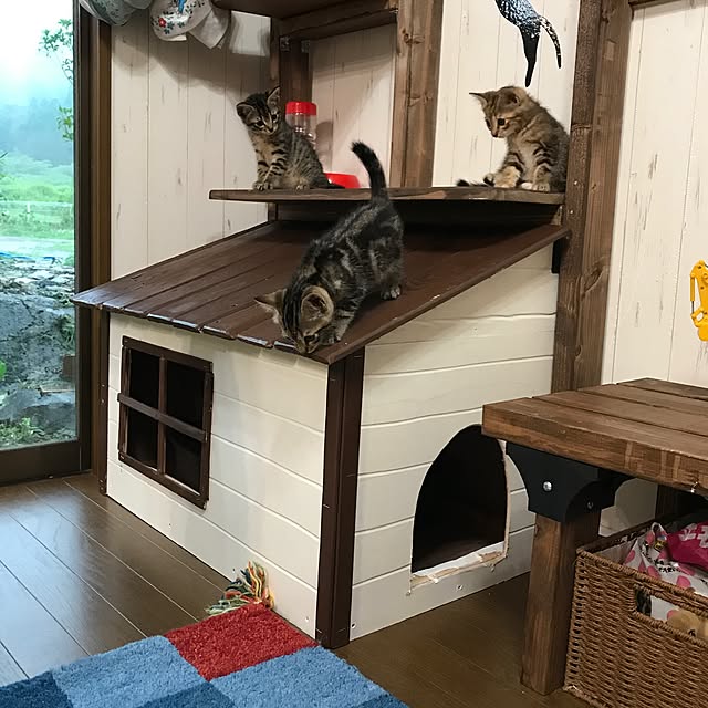 Bathroom,キャットタワーDIY,ネコのトイレ,保護ねこ部,キジトラ,イスDIY pepeの部屋