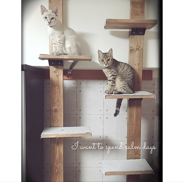 My Shelf,RC東海支部,RC愛知,RCの出会いに感謝♡,RC名古屋,猫と暮らす,LABRICO,ラブリコ,2×4材,キャットタワー,ねこと暮らす nodokaの部屋
