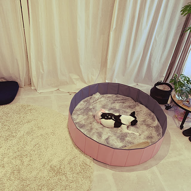 ボールプール,犬用サークル,フレンチブルドッグ,老犬と暮らす,老犬17歳,我が家のワンコ♡,老犬介護,Lounge mi-yuの部屋