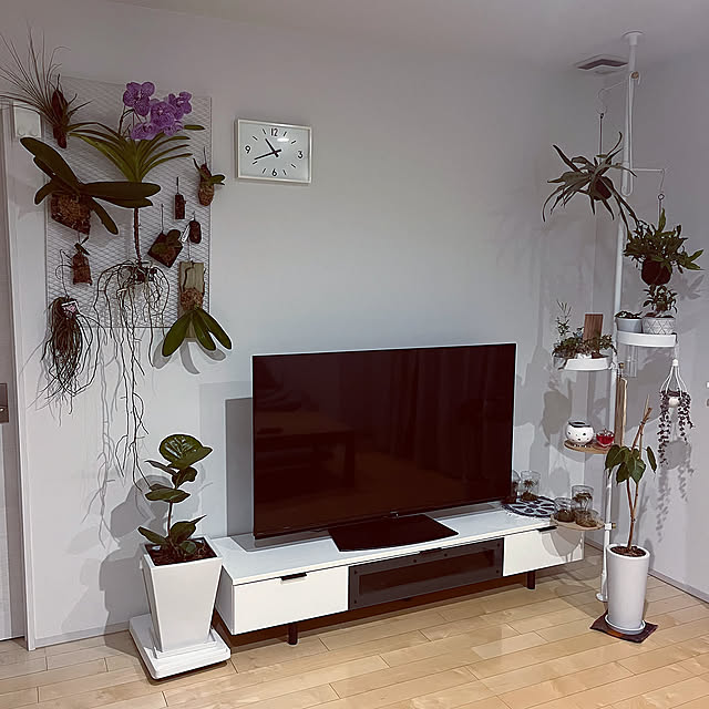 園芸,趣味,ガーデニングが好き,ホワイトインテリア,着生植物,洋ラン,セカンドライフ,植物好き,Lounge Mikiの部屋