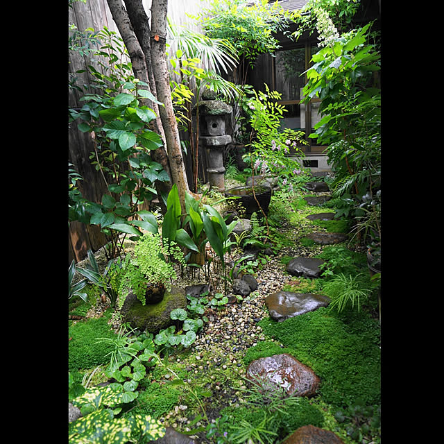 Lounge,RoomClip10周年,京都,京町家に住む,坪庭,古い石燈籠,中庭のある家,植物と暮らす,手作りの庭,骨董品×植物,ニワフジ,カシワバアジサイ aromameの部屋