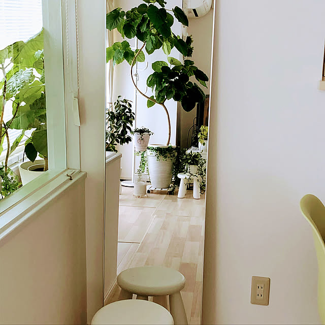 RoomClipアンケート,観葉植物,Lounge miruの部屋