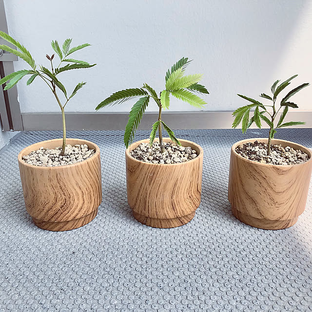 スタンダードプロダクツ,実生,観葉植物のある暮らし,エバーフレッシュ,わが家の夏のキロク GUMIMINの部屋
