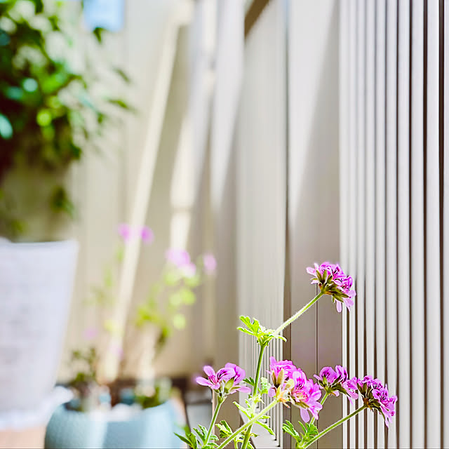 室内も屋外も早めに取り組むのがカギ みんなが実践している虫よけ 虫対策 Roomclip Mag 暮らしとインテリアのwebマガジン