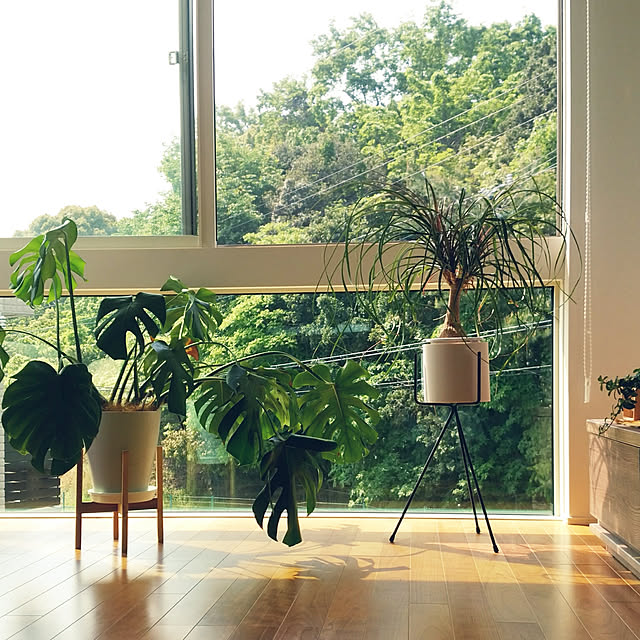 On Walls,simple life,緑の借景,2階リビングからの景色,トヨタホーム,観葉植物,GREENのある暮らし,2階リビング,プラントスタンド,朝の静かなリビング,アクタス noriの部屋