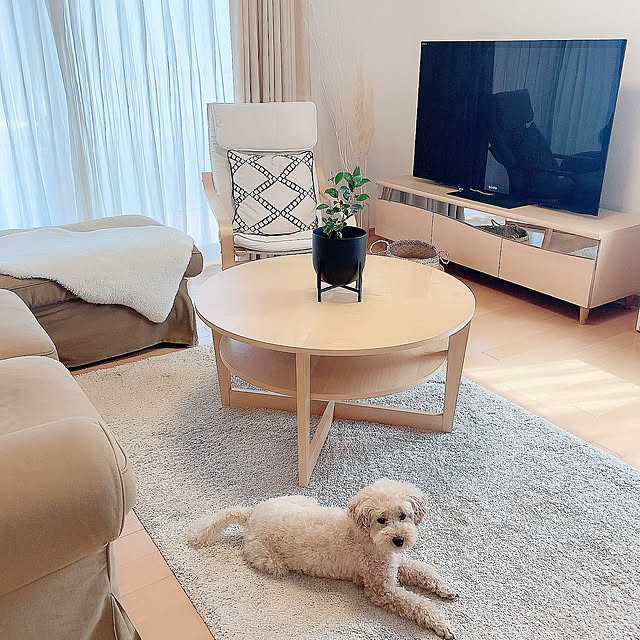 ホワイト×ベージュ,センターテーブル,ソファー,ガジュマル,H&M HOME,IKEA,シンプルインテリア,ナチュラルインテリア,シンプルモダン,Overview moooの部屋