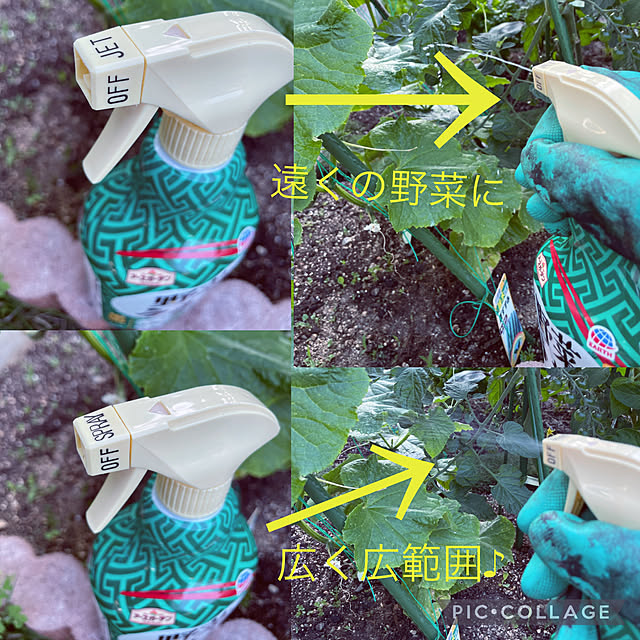 遅すぎたらダメ！,時期は大切,野菜うまし,アースガーデン,害虫対策,家庭菜園,ガーデニング,いつもありがとうございます♪感謝☆,笑顔多き1日になりますように♡,笑うことを忘れずに＊,笑う門には福 来たる◡̈⃝︎,コロナに負けるな！,RCの出会いに感謝♡,今日の一日に感謝♥,Entrance seiの部屋