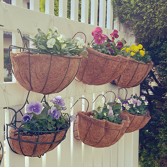 タカショーフェンス,ハンギング,パンジー ビオラ,小さな庭,冬の花,猫と暮らす家,山暮らし,ぼちぼち投稿,Bedroom chikaの部屋